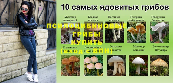 сатива Заволжье